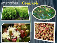 Mengintip Prospek Bisnis Pembibitan Tanaman Cengkeh