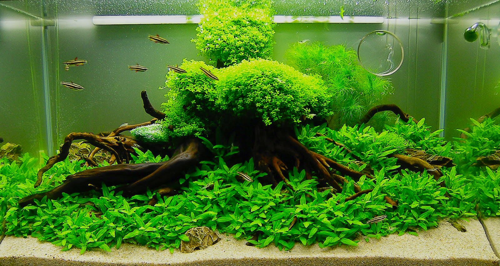 TUTORIAL CARA MEMBUAT TANAMAN HIAS DI DALAM AQUARIUM DUNIA,SATWA,PIAK