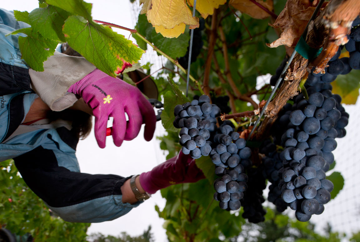 Robin Loznak Photography Oregon Pinot noir grape harvest