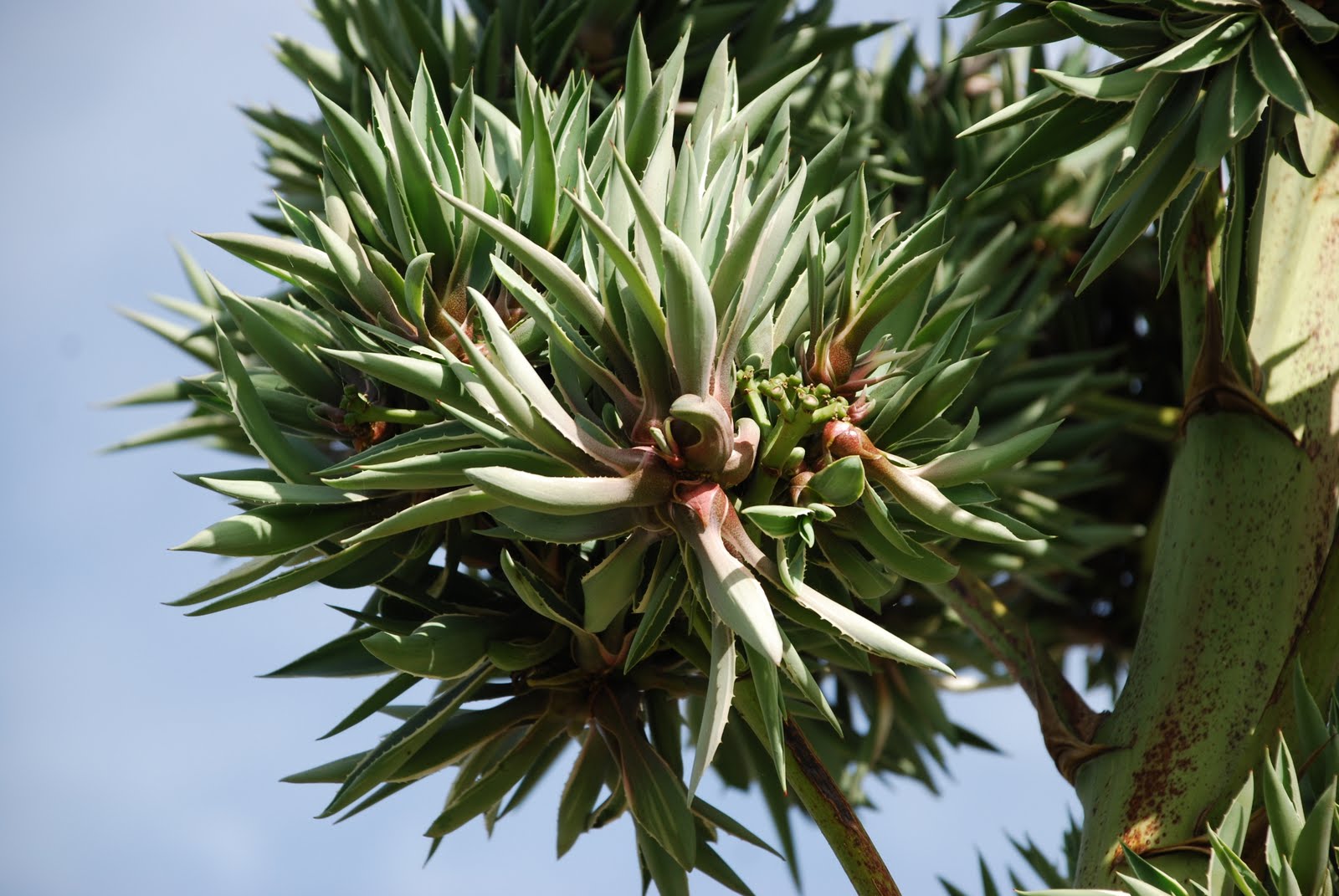 HOW TO GROW AGAVE FROM SEED |The Garden of Eaden