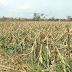 P26.77-B 'Ompong' agri damage noted; river desiltation eyed for rehab