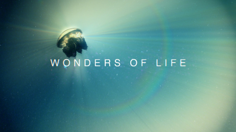 Life is wonder. Wonders of Life. Bbc чудо новой жизни.
