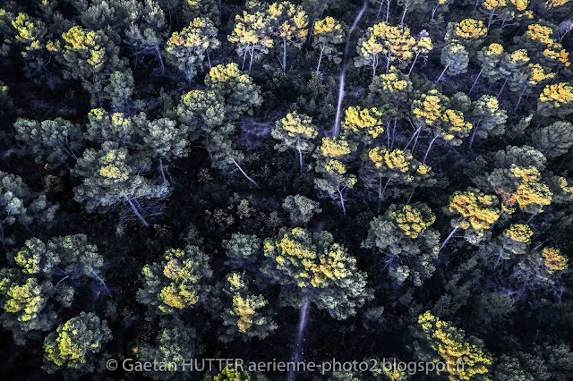 Trees Trees in Provence by Gaetan Hutter
