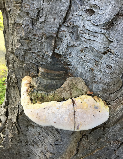 Ganoderma species on Horse Chestnut, Aesculus hippocastanum. The Knoll, Hayes. 14 December 2016. Ganoderma species on Horse Chestnut, Aesculus hippocastanum. The Knoll, Hayes. 14 December 2016.