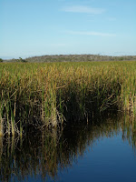 Sawgrass Sawgrass