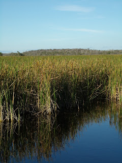 Sawgrass Sawgrass