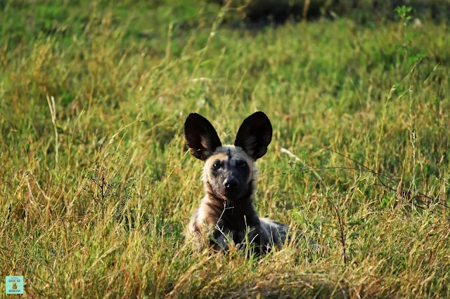 Wild Dog en Moremi, Botswana