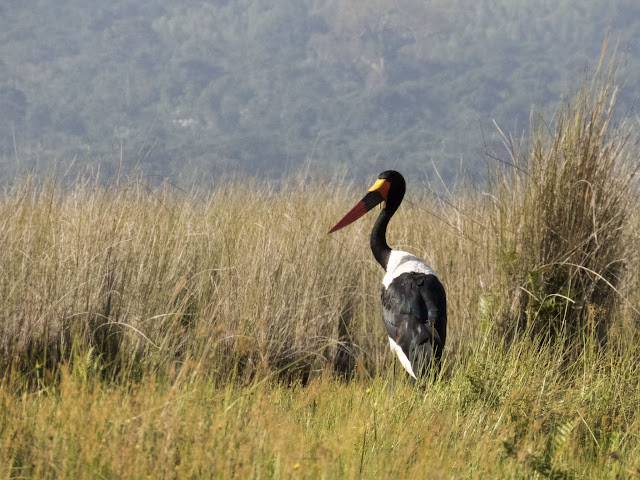 Saddle-billed Stork in Uganda Saddle-billed Stork in Uganda