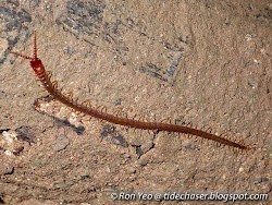 centipede chilopoda centipedes arthropoda phylum singapore class unidentified above found features