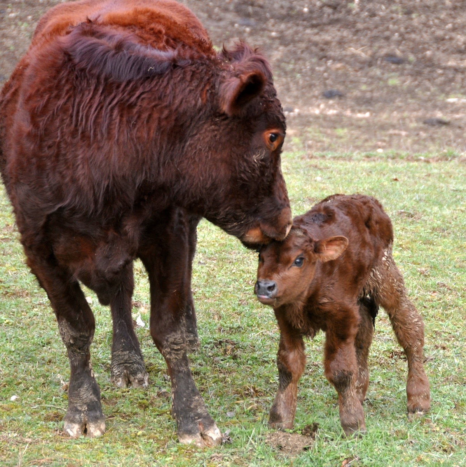 Vicki Lane Mysteries to the World, Baby Bull!