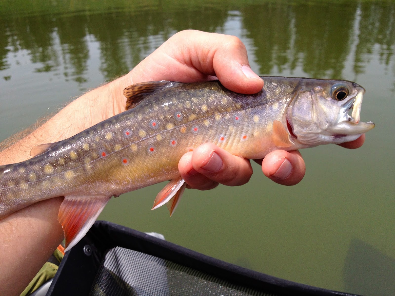 Troutings Tiger trout in Colorado!