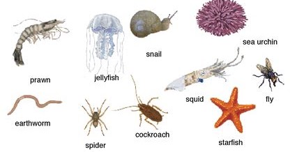 Hewan Invertebrata  Pengertian Invertebrata  Macam macam 