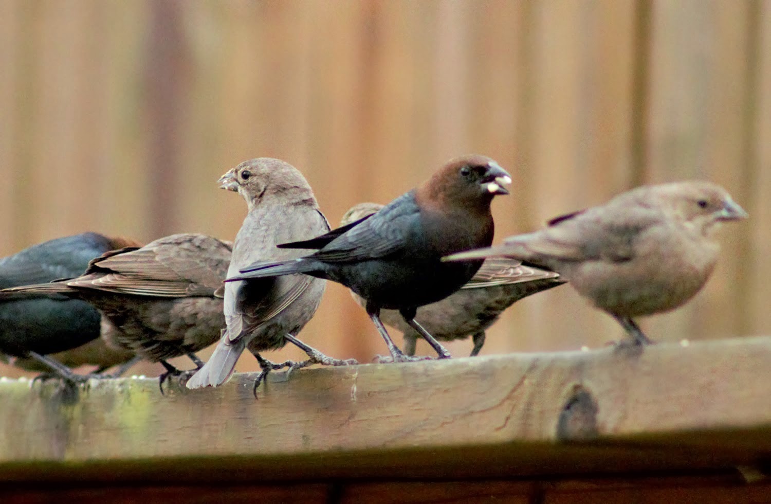 A Breath of Nature BrownHeaded Cowbirds Nuisance at the Feeders