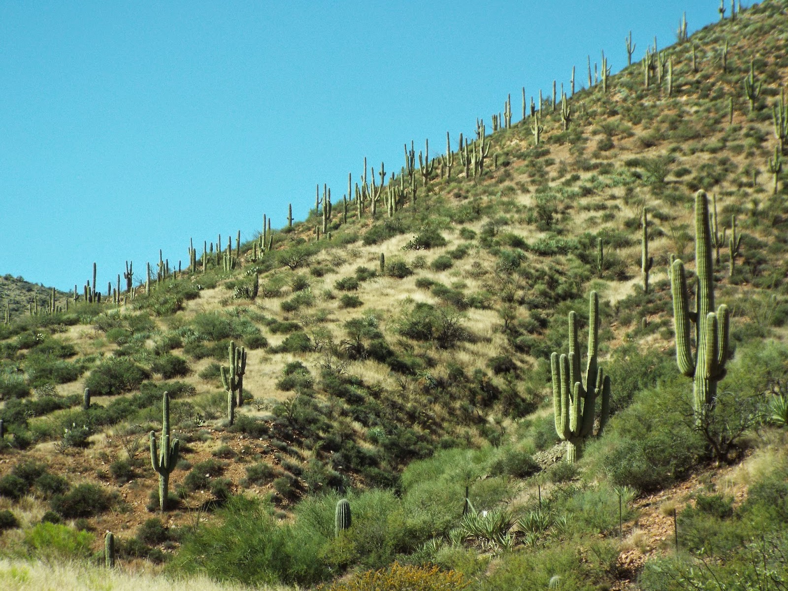 Evie and Her Mom RVing A Study of the Saguaro Cactus