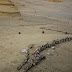 Scientists Discovered Whale Bones in Sahara Desert Brought by the Great Flood!