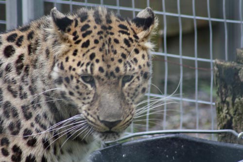 Amur Leopard - Safari Niagara