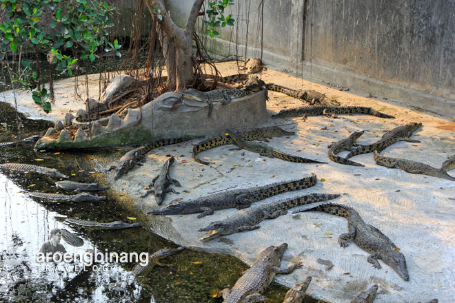 taman buaya tanjung pasir tangerang
