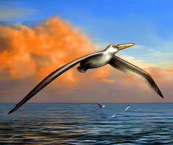 Τέχνης Σύμπαν και Φιλολογία: Προϊστορικός γλάρος γίγαντας Pelagornis sandersi: Paleontologist