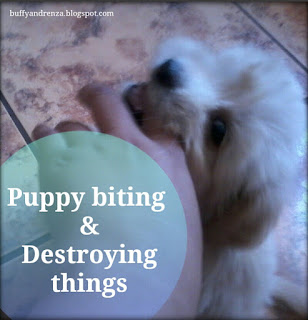 Puppy biting and destroying things - buffyandrenza.blogspot.com