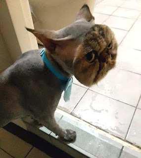 ugly shaved pussy