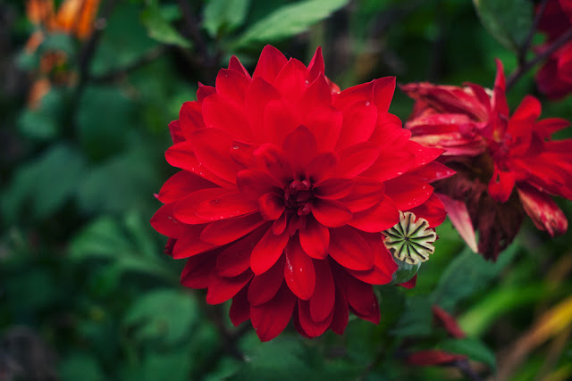 The Lost Gardens of Heligan