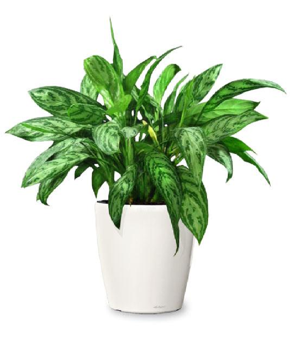 Cara Merawat Tanaman Hias Indoor yang Benar - Jasa Tukang Taman Jakarta