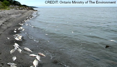 Dead Fish Wash up On Lake Erie Shore