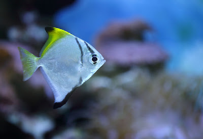 Temperamen Silver Moonyfish