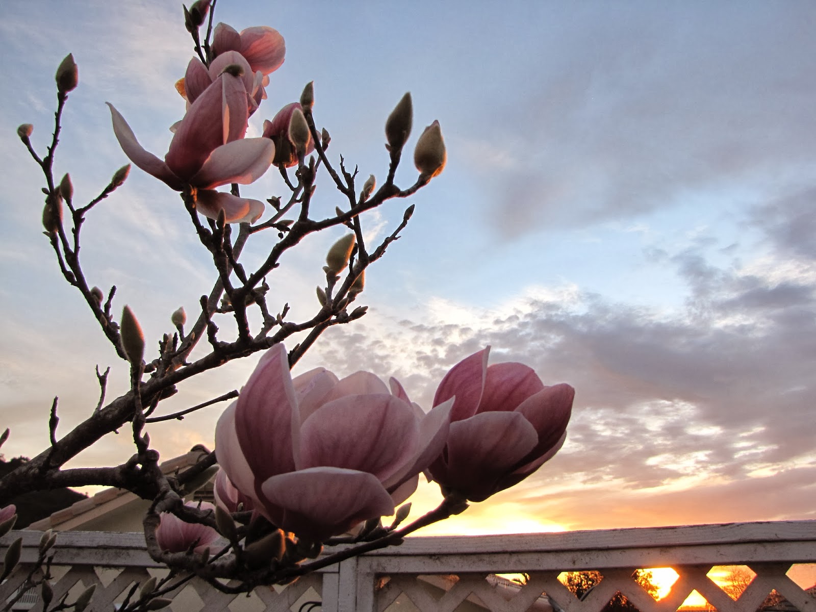 The Lotus Tree & Sunset