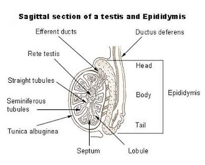 scrotum anatomy parts