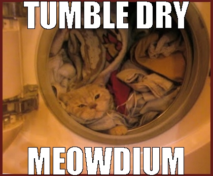 cat in the laundry