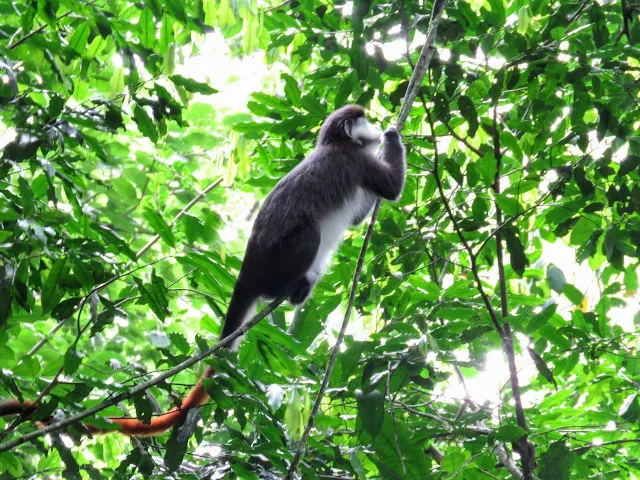 Red-tailed monkey in Uganda's Kibale National Forest