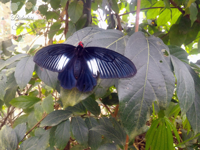 Butterfly Farm Cameron Highland | Jinaknya Rama-rama Kat Sini!