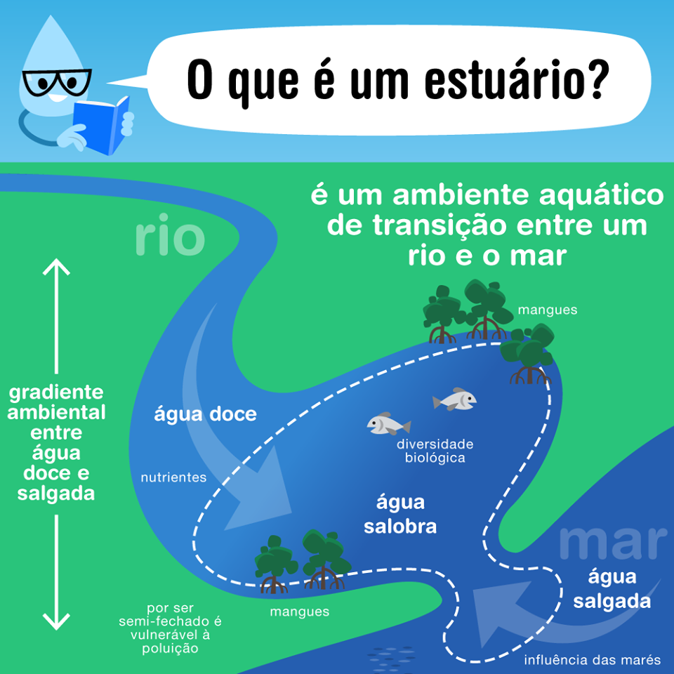 COMDEMA CRUZEIRO O que é um estuário.
