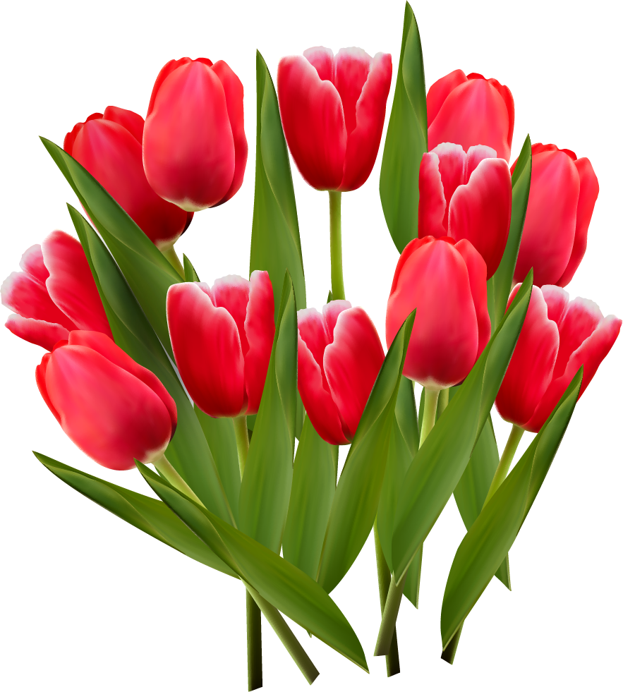 Тюльпаны png на прозрачном. Цветы тюльпаны. Красные тюльпаны. Красивые тюльпаны. Букет тюльпанов.