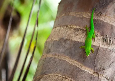 Grüner Gecko an einer Palme