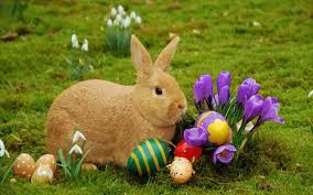 Easter bunny pics Easter bunny pics
