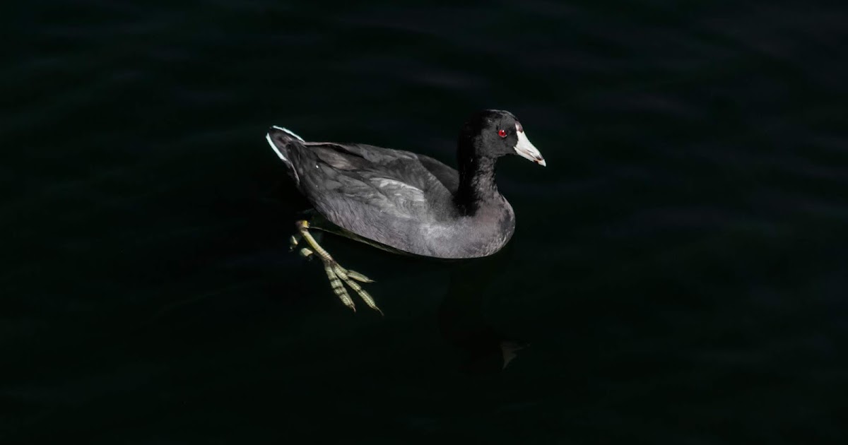 Majestic American Coot