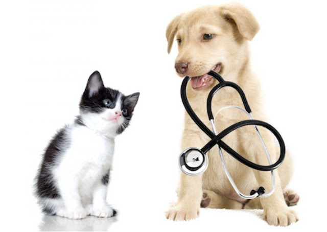 Best Flea Medicine For Cats and Dogs Best Flea Medicine For Cats and Dogs