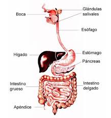 Cuáles son las estructuras que componen el tubo digestivo