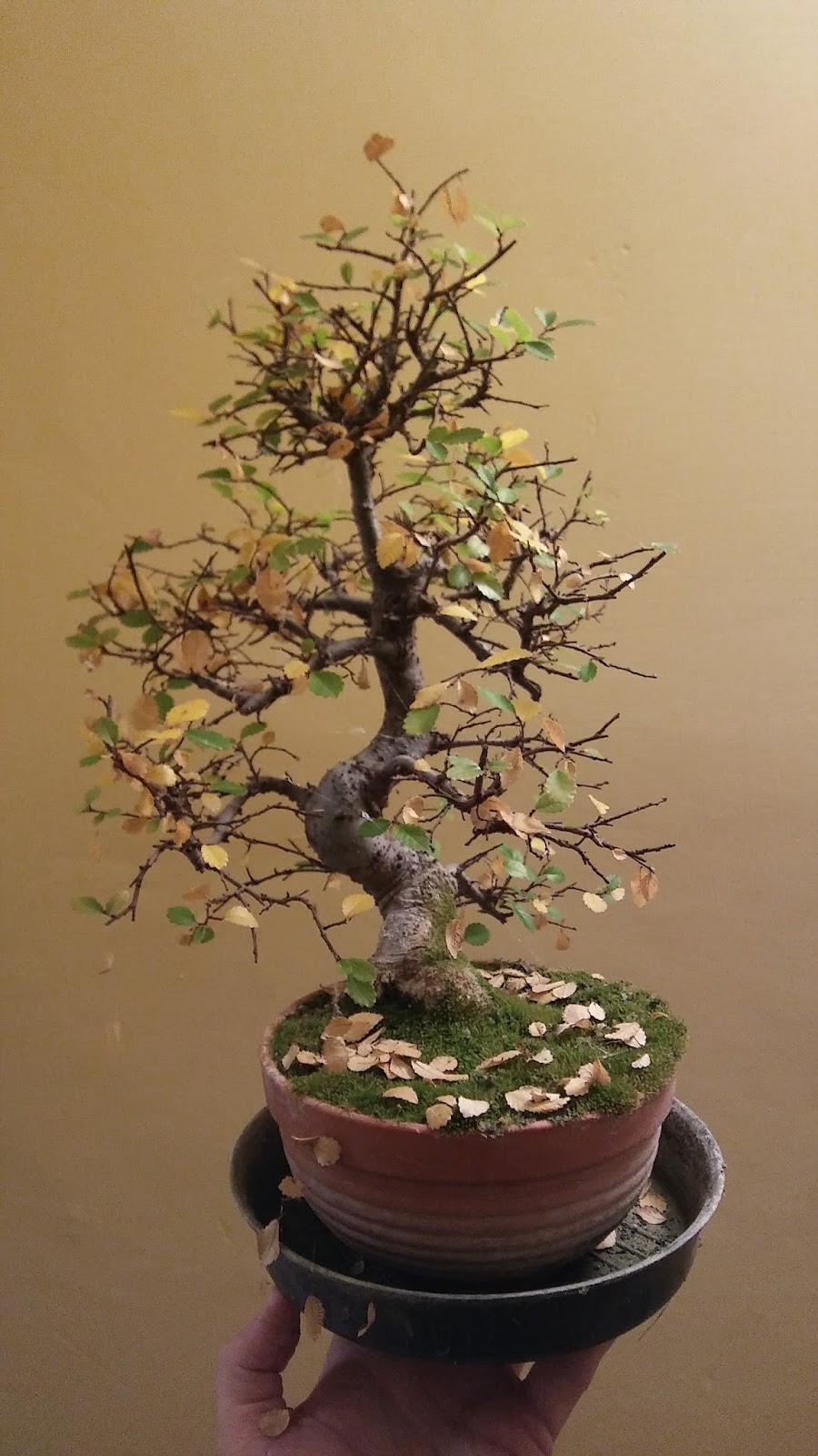 espressobonsai CHINESE ELM 2 AUTUMN UPDATE