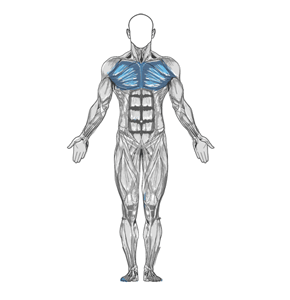 The Physique Gym Chest Exercise Barbell Bench Press