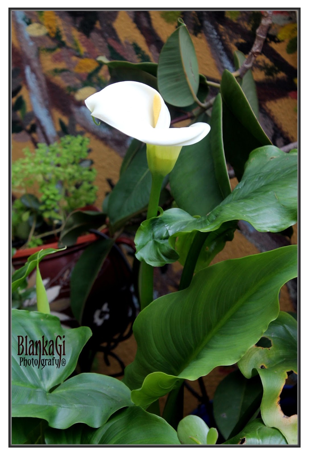 El Patio de mi casa.: Calas blancas...