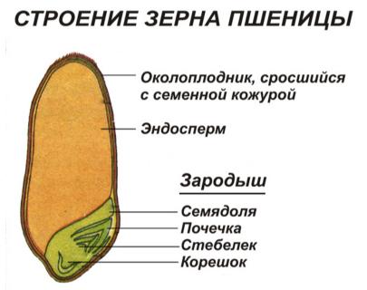 Уроки биологии МБОУ СОШ 76: 6 класс - ФГОС