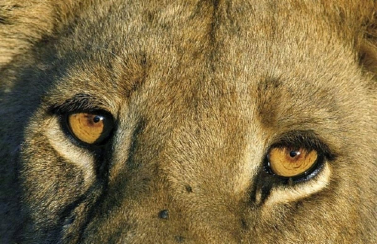 Название животного глаза. Глаза зверя. Необычные глаза животных. Зрачок Льва. Глаза животных крупным планом.