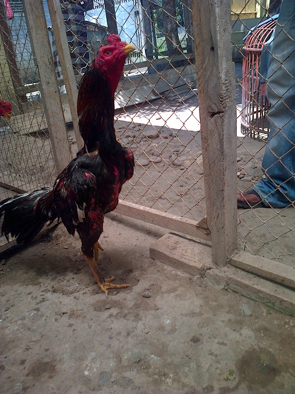 JUAL JENIS AYAM ADUAN SILANGAN BANGKOK-PAKHOY KUALITAS TERBAIK