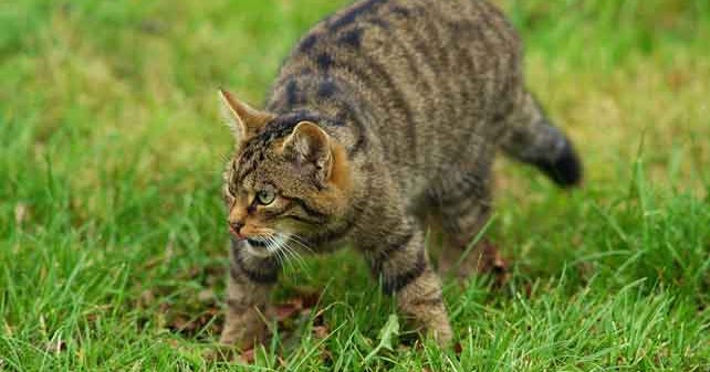 5 Contoh Deskripsi Tentang Kucing Dalam Bahasa Inggris dan