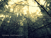 "Spinner's Misted Net" by Heenan Photography