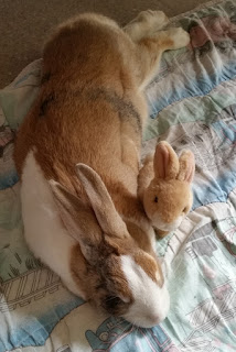 A view of Max from above, lying down with his legs stretched out together behind him and his chin on the rug. He is lying against his plush toy bunny on a quilt on the floor.