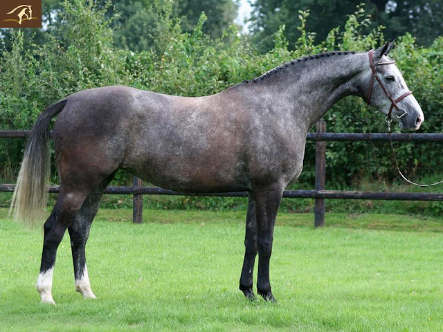 © Benny de Ruiter Stables